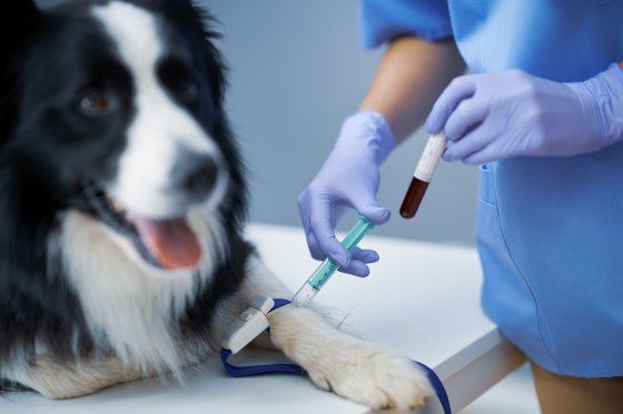 estudio de salud de un perro